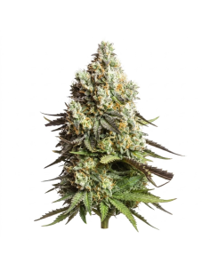 Just Seeds - Gorilla Glue [AUTO]