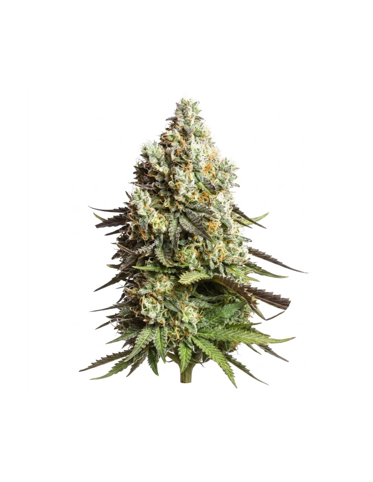 Just Seeds - Gorilla Glue [AUTO]