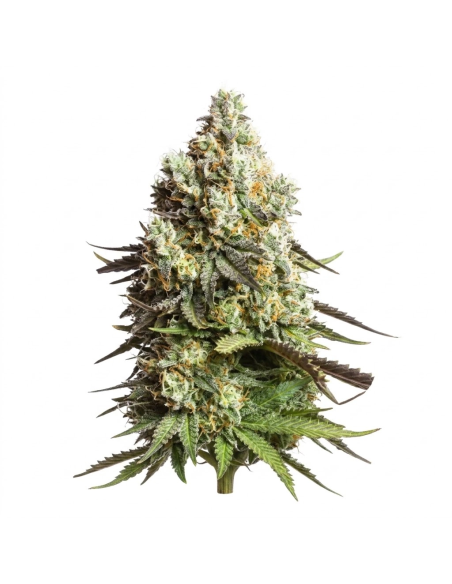 Just Seeds - Gorilla Glue [AUTO]