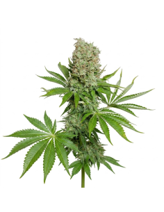 Just Seeds - White Widow [AUTO]