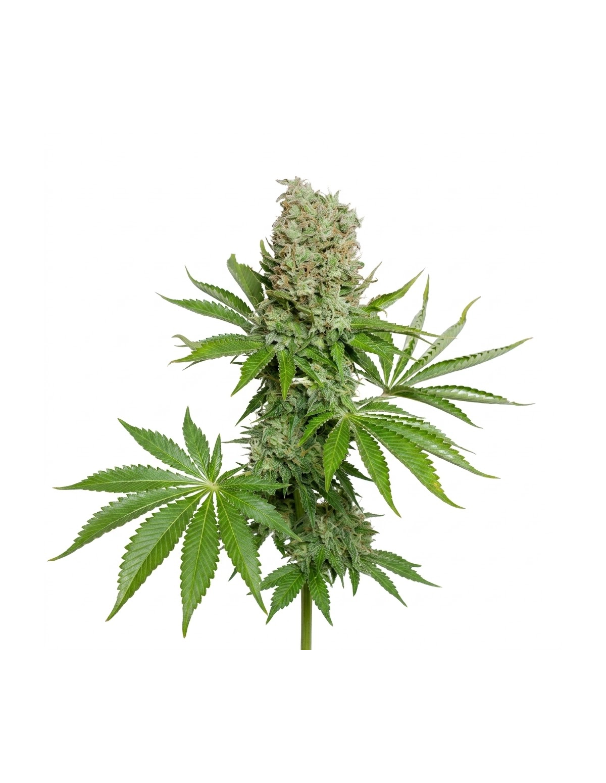 Just Seeds - White Widow [AUTO]