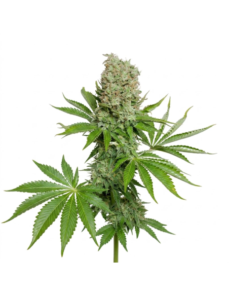 Just Seeds - White Widow [AUTO]