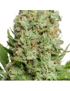 Just Seeds - White Widow [AUTO] 2