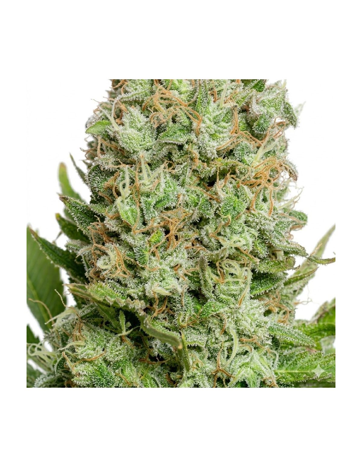 Just Seeds - White Widow [AUTO]