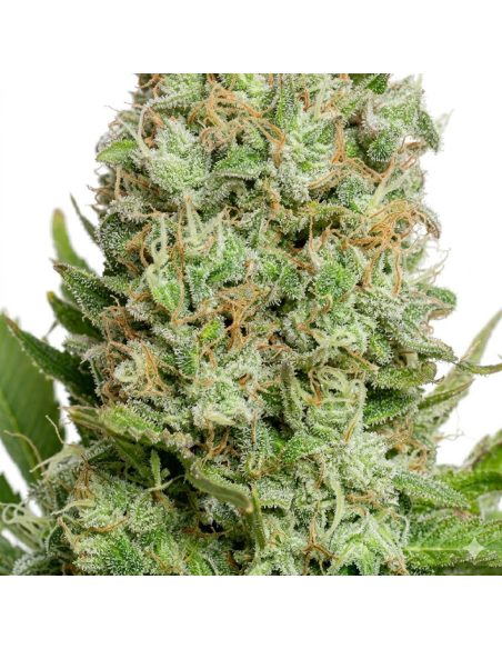 Just Seeds - White Widow [AUTO]