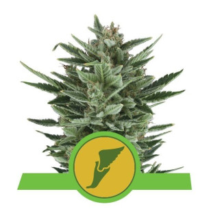 Quick One - Royal Queen Seeds  - 1