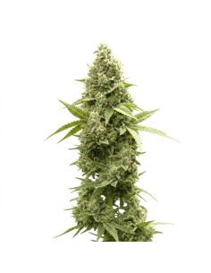 Just Seeds - Jack Herer [AUTO]