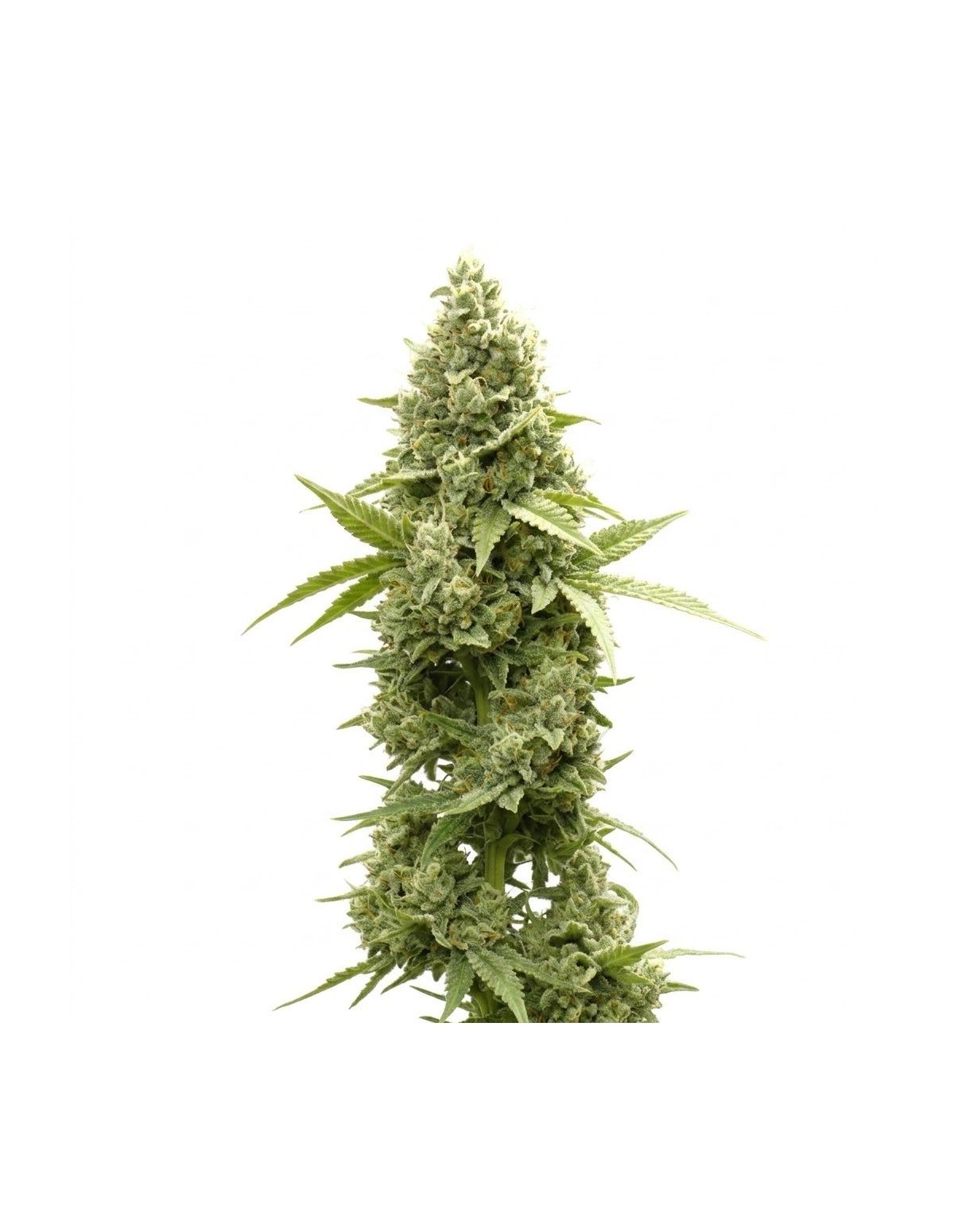 Just Seeds - Jack Herer [AUTO]