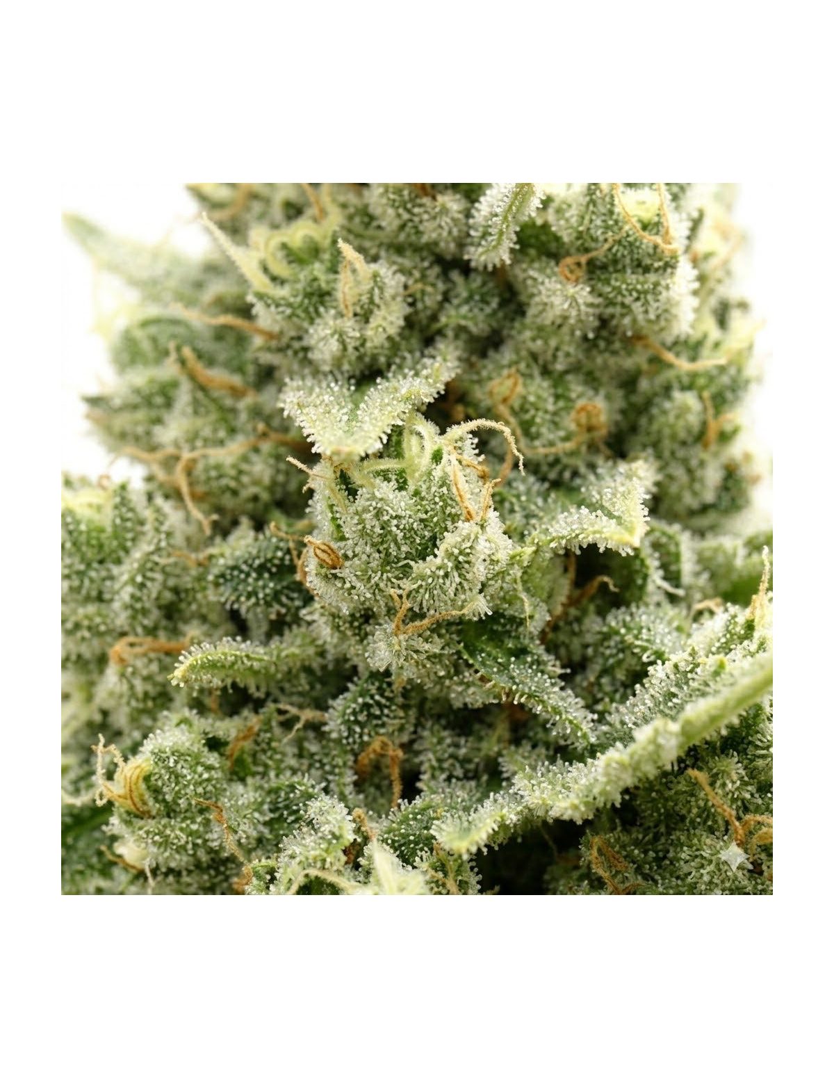 Just Seeds - Jack Herer [AUTO]