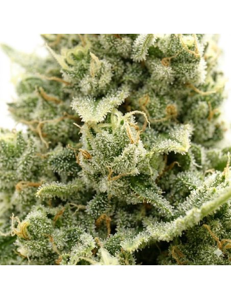 Just Seeds - Jack Herer [AUTO]