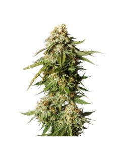 Just Seeds - Bubblegum [AUTO]