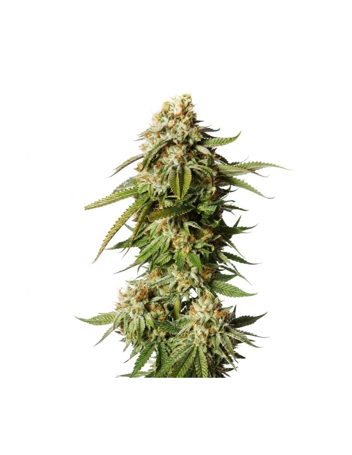 Just Seeds - Bubblegum [AUTO]