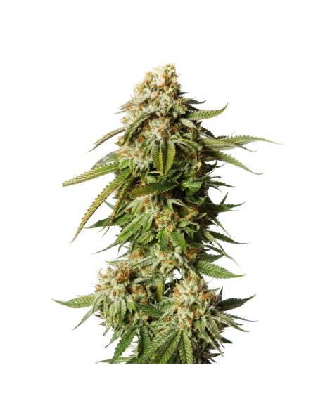 Just Seeds - Bubblegum [AUTO]