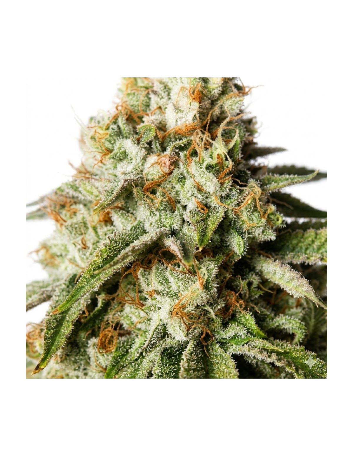 Just Seeds - Bubblegum [AUTO]