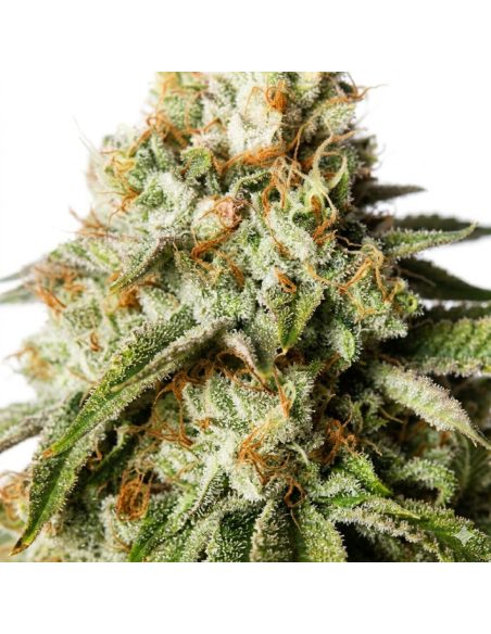 Just Seeds - Bubblegum [AUTO]