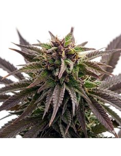 Just Seeds - Purple Kush [AUTO] 2