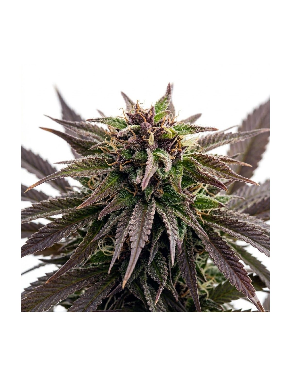 Just Seeds - Purple Kush [AUTO]