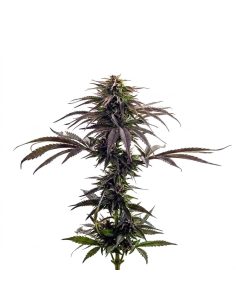 Just Seeds - Purple Kush [AUTO]