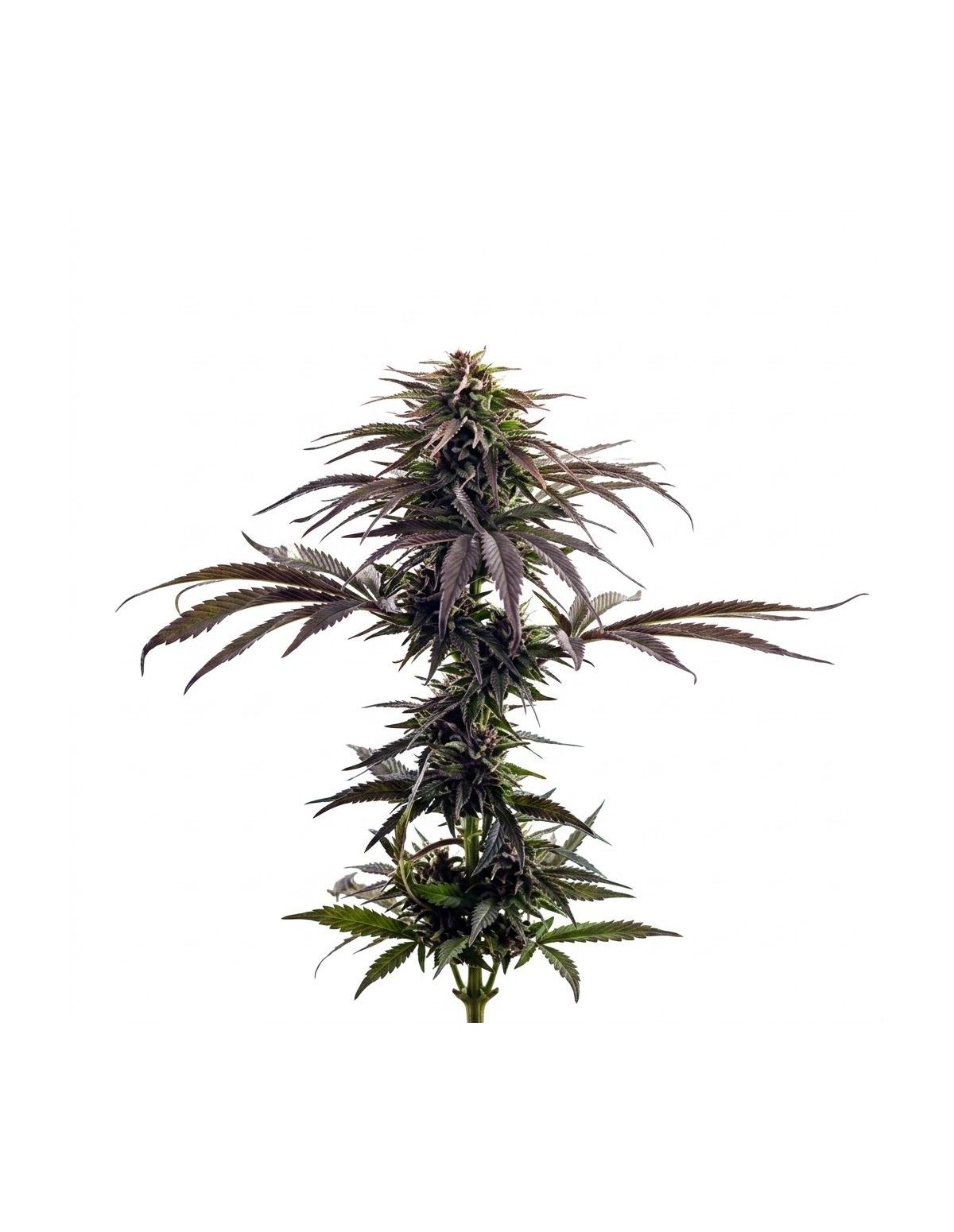 Just Seeds - Purple Kush [AUTO]