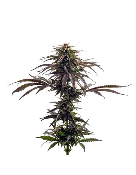 Just Seeds - Purple Kush [AUTO]