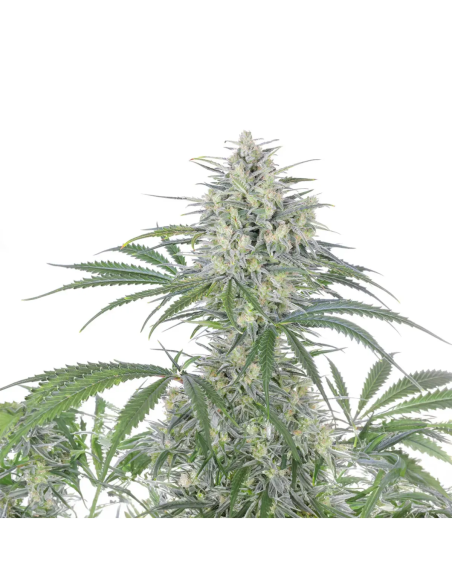 Just Seeds - Bruce Banner [AUTO]