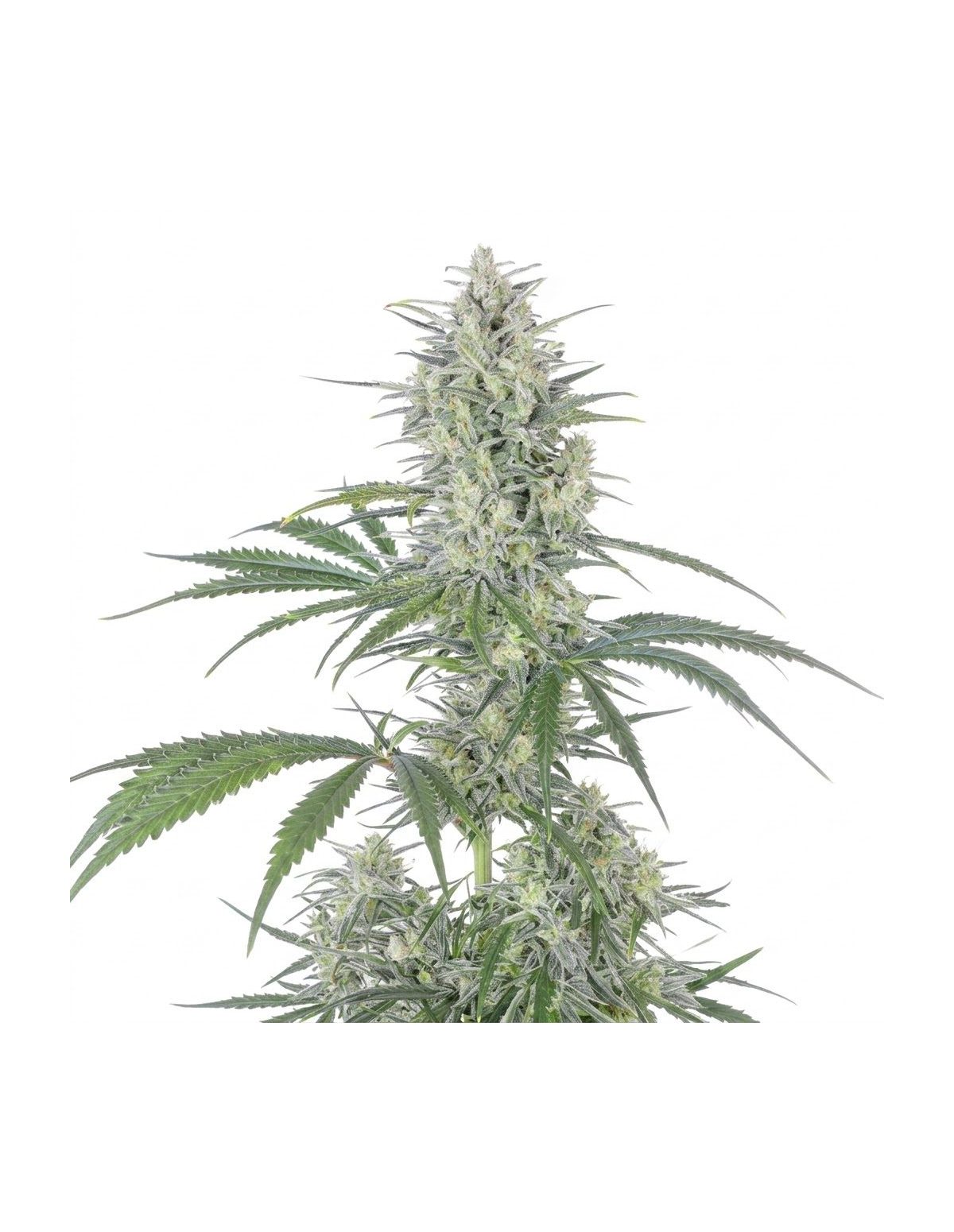 Just Seeds - Bruce Banner [AUTO]