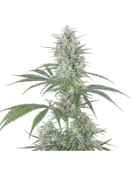 Just Seeds - Bruce Banner [AUTO]