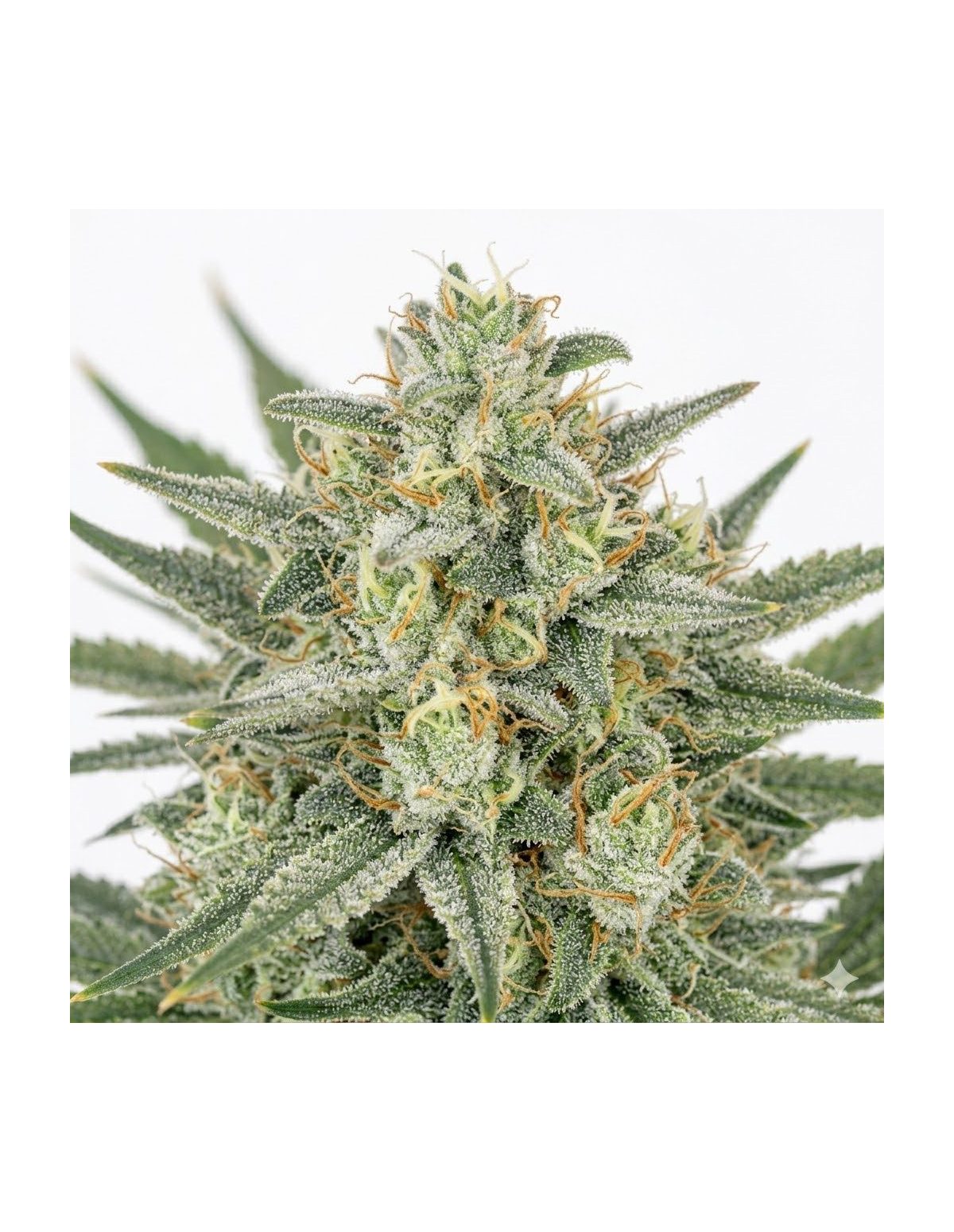 Just Seeds - Bruce Banner [AUTO]