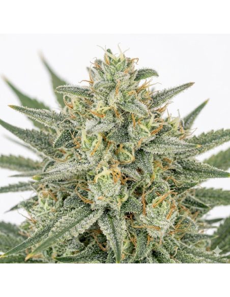 Just Seeds - Bruce Banner [AUTO]