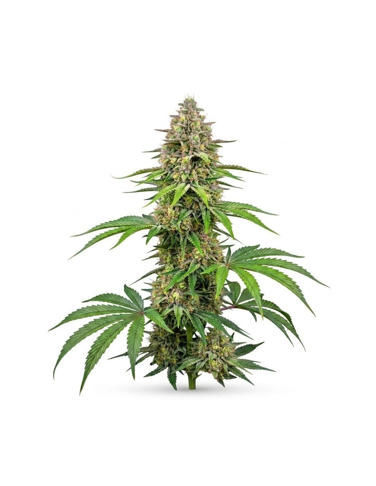 Just Seeds - Amnesia Haze [AUTO]