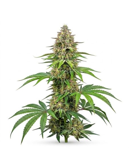 Just Seeds - Amnesia Haze [AUTO]