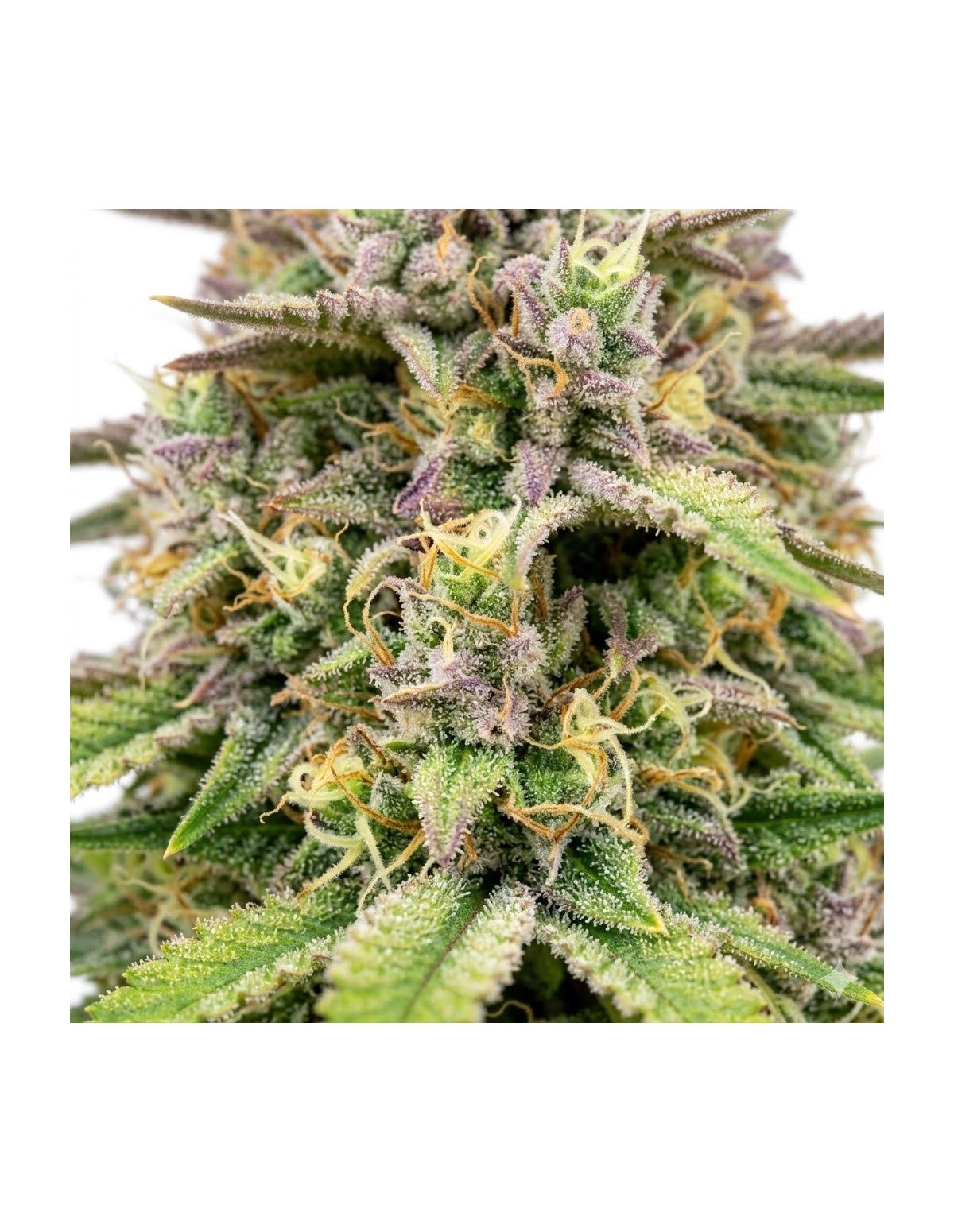 Just Seeds - Amnesia Haze [AUTO]