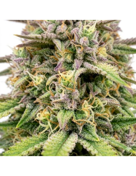 Just Seeds - Amnesia Haze [AUTO]