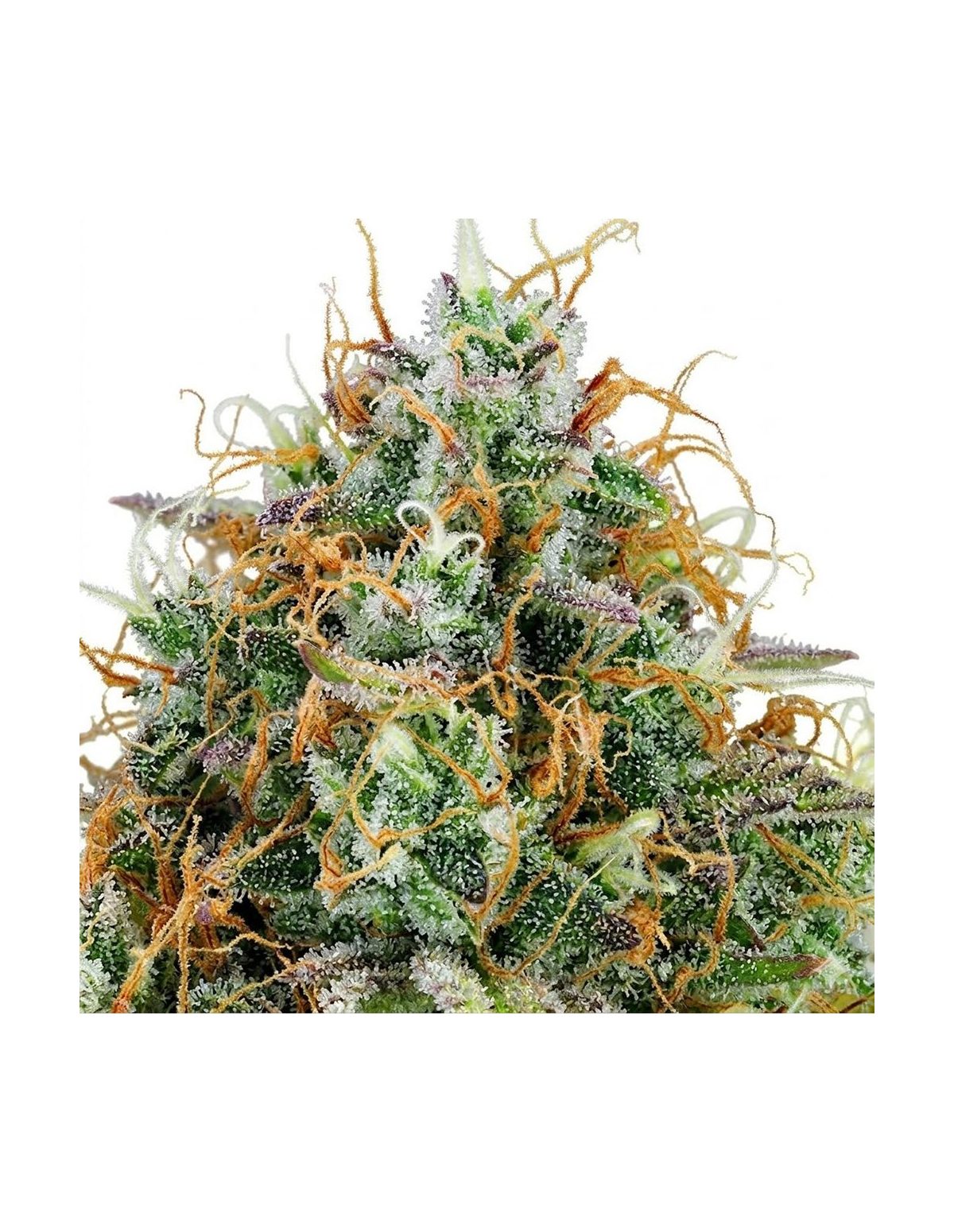 Just Seeds - Amnesia Haze [AUTO]