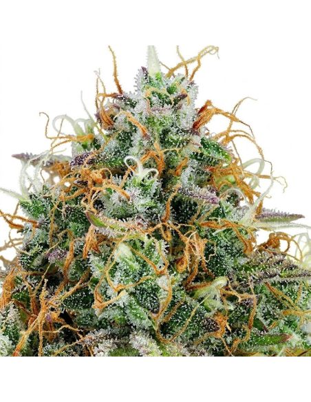 Just Seeds - Amnesia Haze [AUTO]
