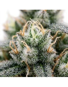Just Seeds - 60 day grapefruit [AUTO] 2