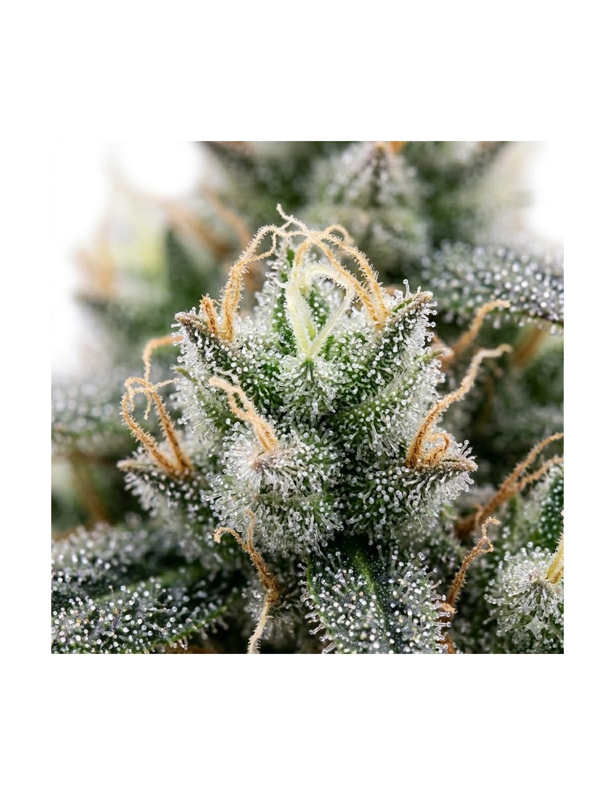 Just Seeds - 60 day grapefruit [AUTO]