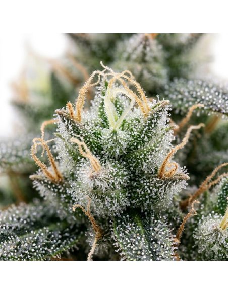 Just Seeds - 60 day grapefruit [AUTO]