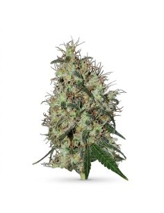 Just Seeds - 60 day grapefruit [AUTO]