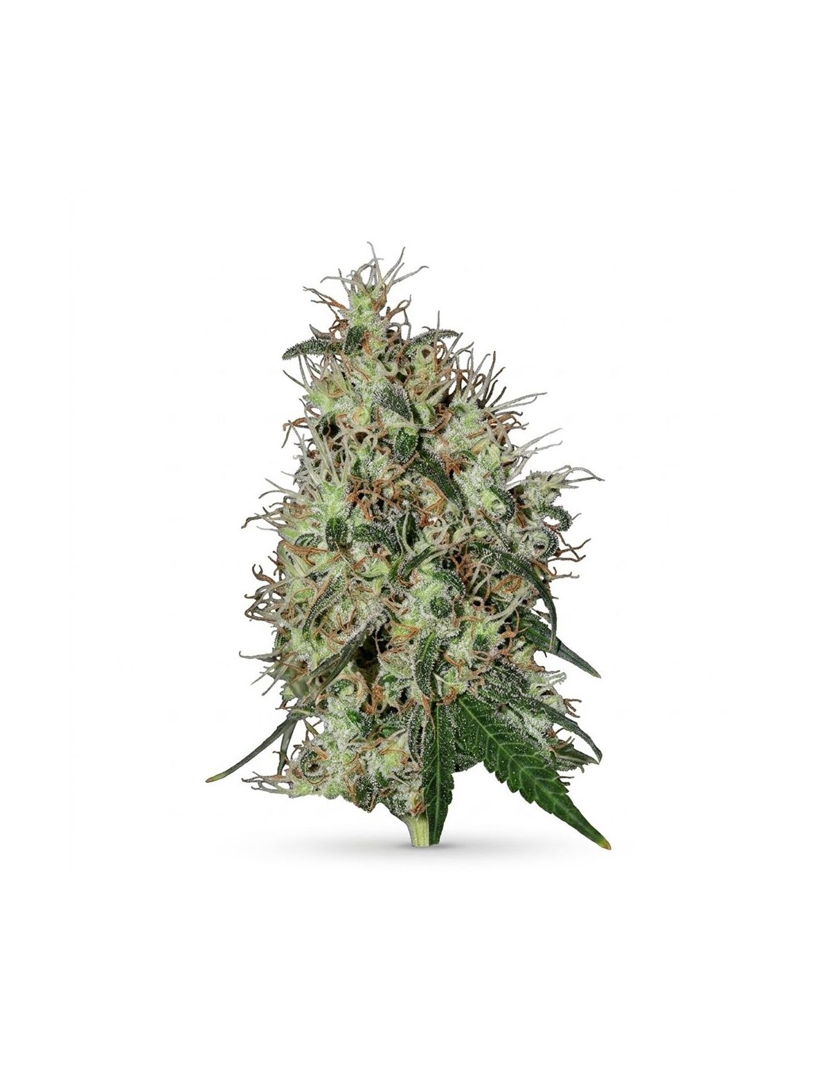 Just Seeds - 60 day grapefruit [AUTO]