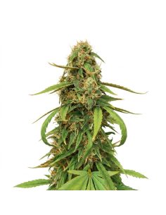 Just Seeds - Amnesia Lemon [AUTO]