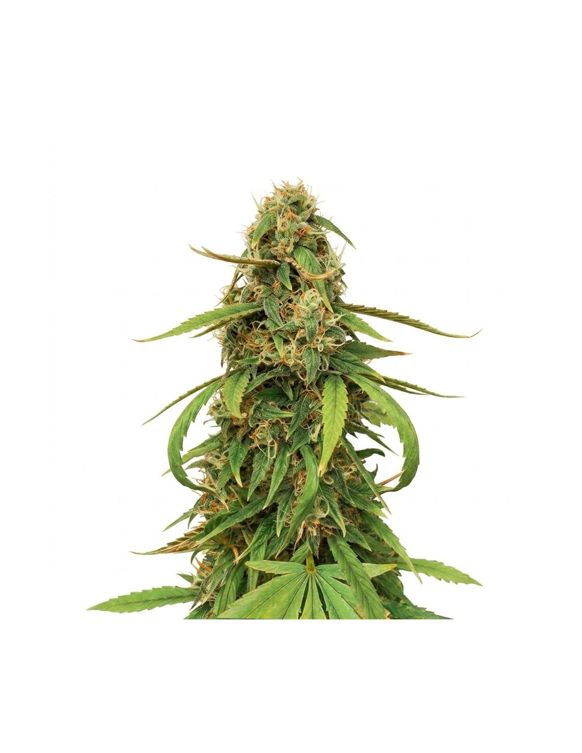 Just Seeds - Amnesia Lemon [AUTO]