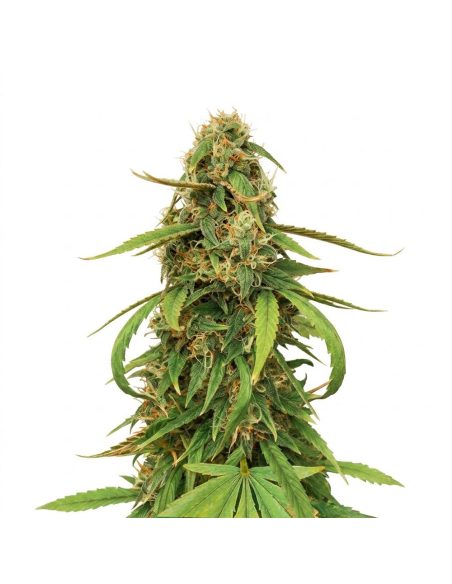 Just Seeds - Amnesia Lemon [AUTO]