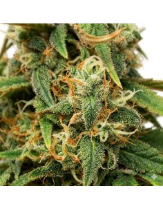 Just Seeds - Amnesia Lemon [AUTO] 2