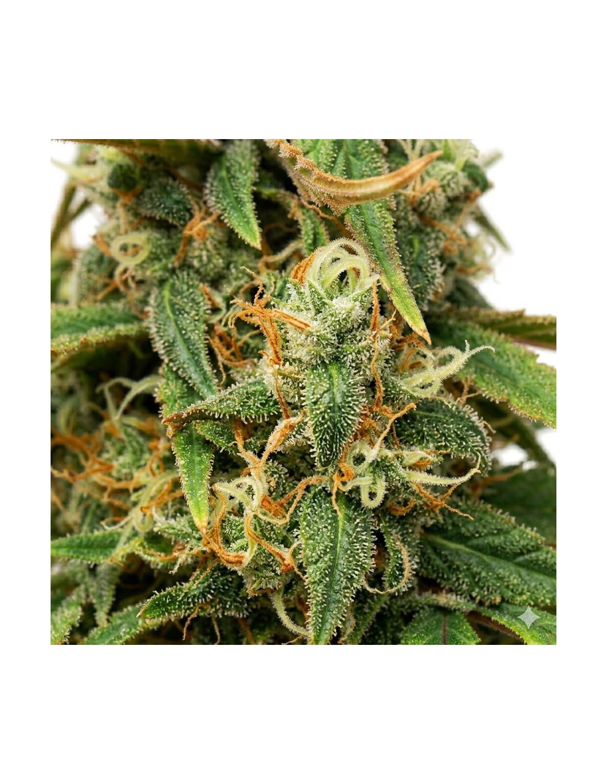 Just Seeds - Amnesia Lemon [AUTO]