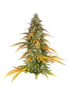 Cannabis Seeds