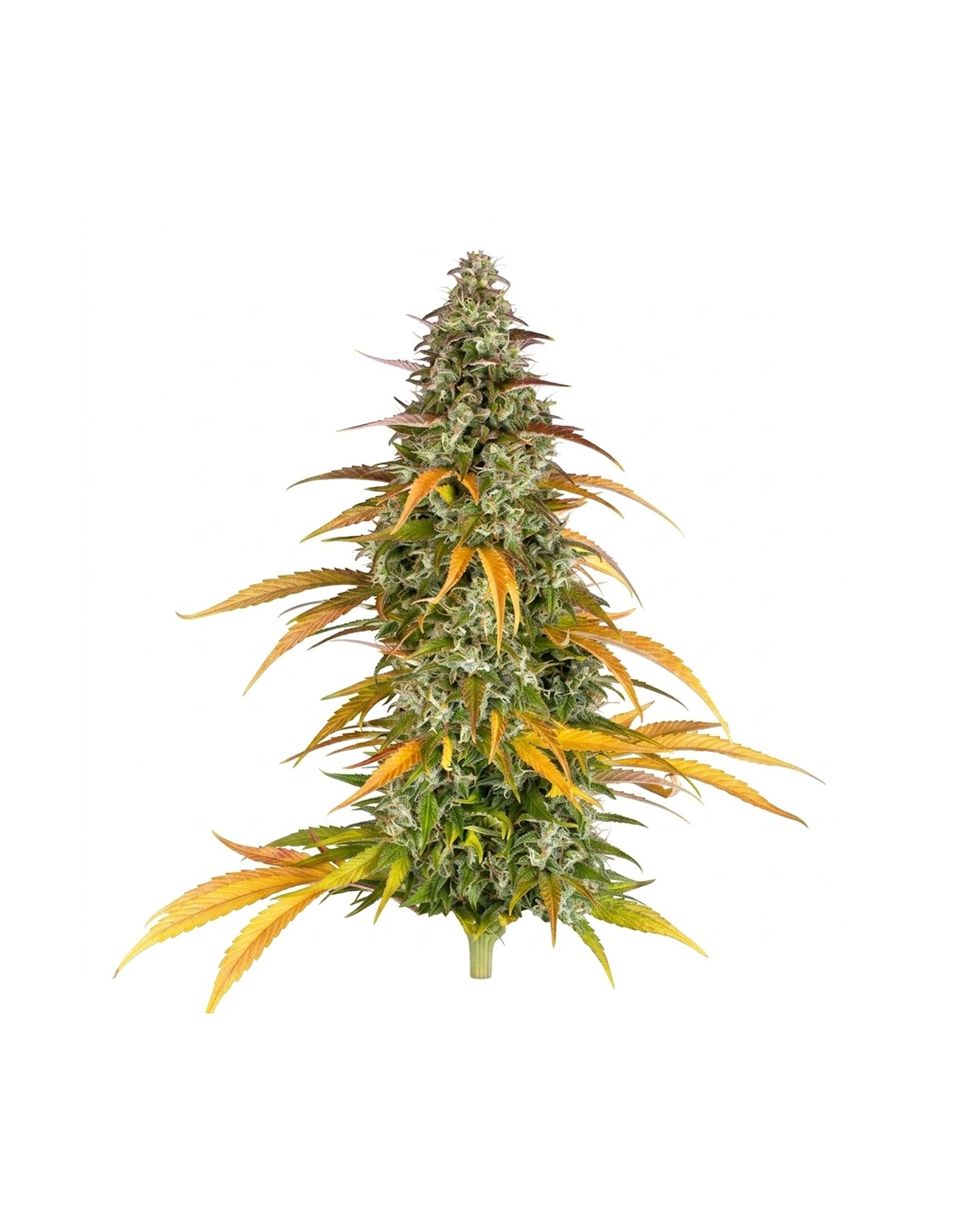 Just Seeds - Watermelon Zkittlez [AUTO]