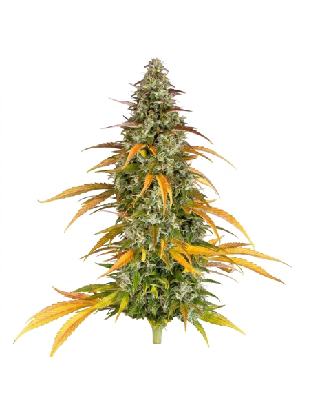 Just Seeds - Watermelon Zkittlez [AUTO]
