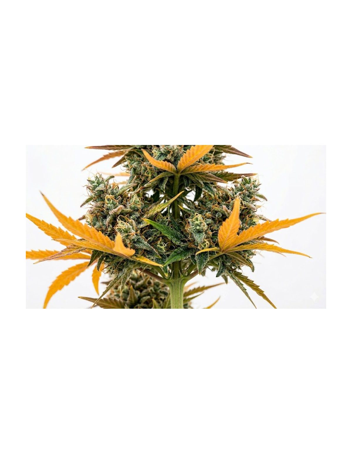 Just Seeds - Watermelon Zkittlez [AUTO]