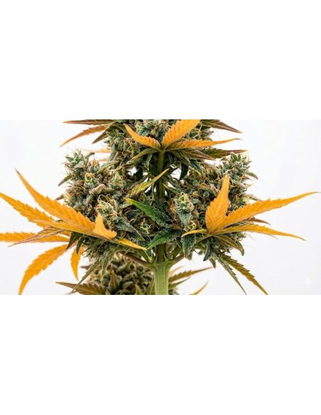 Just Seeds - Watermelon Zkittlez [AUTO]